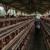 Harga Pangan Oktober 2026 Melonjak, Peternak Telur dan Penggilingan Padi Kian Terjepit
