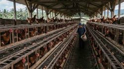 Harga Pangan Oktober 2026 Melonjak, Peternak Telur dan Penggilingan Padi Kian Terjepit