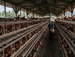 Harga Pangan Oktober 2026 Melonjak, Peternak Telur dan Penggilingan Padi Kian Terjepit