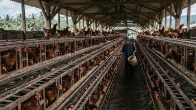 Harga pangan Oktober 2026